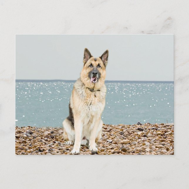 German Shepherd Puppy Dog  Blank Post Card (Front)