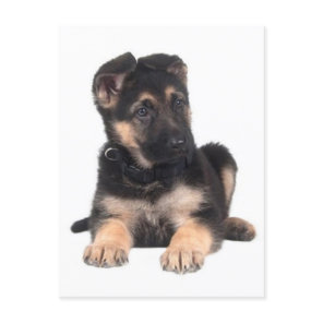 German Shepherd Puppy Dog Blank Post Card