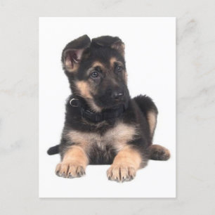 German Shepherd Puppy Dog Blank Post Card