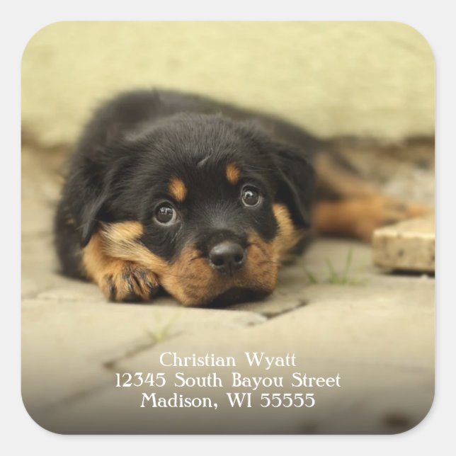 German Shepherd Puppy Dog Return Address Square Sticker (Front)