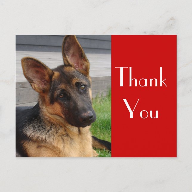German Shepherd Puppy Dog Thank You  Post Card (Front)