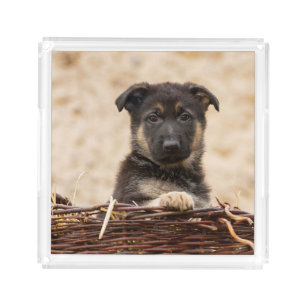 German Shepherd Puppy In Basket Acrylic Tray