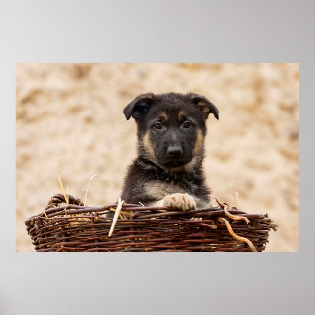 German Shepherd Puppy In Basket Poster (Front)