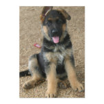 German Shepherd Puppy Invitation