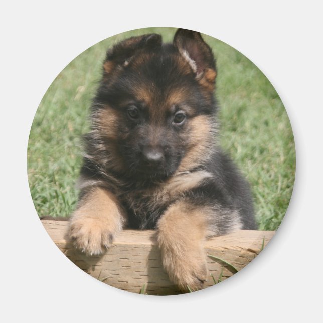 German Shepherd Puppy Magnet (Front)