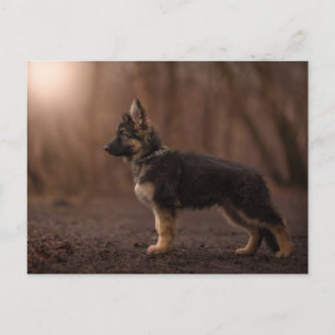 German Shepherd puppy on duty. Postcard