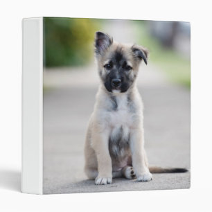 German Shepherd Puppy on Footpath 3 Ring Binder