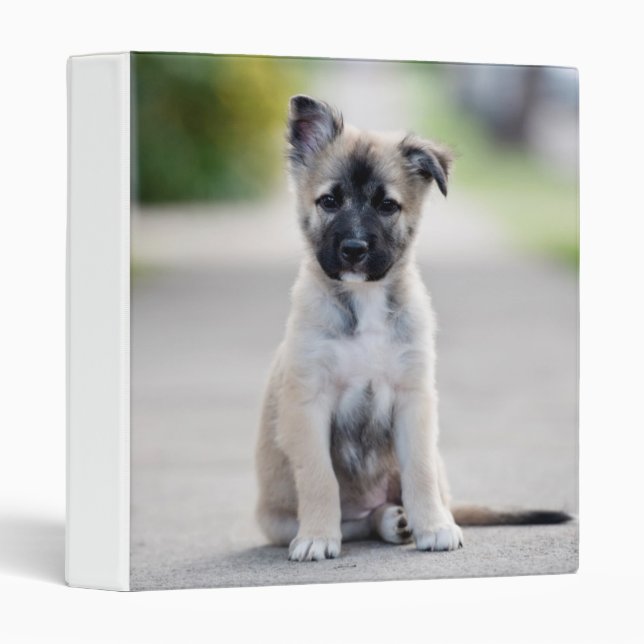 German Shepherd Puppy on Footpath 3 Ring Binder (Front/Spine)