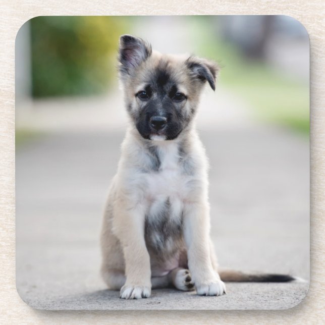 German Shepherd Puppy on Footpath Beverage Coaster (Front)