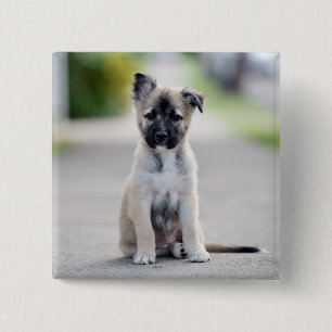 German Shepherd Puppy on Footpath Button