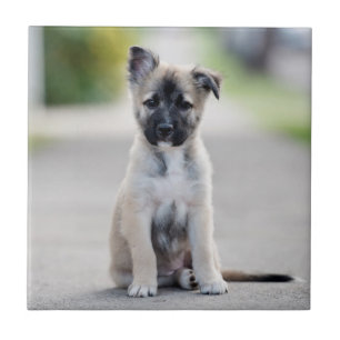 German Shepherd Puppy on Footpath Ceramic Tile