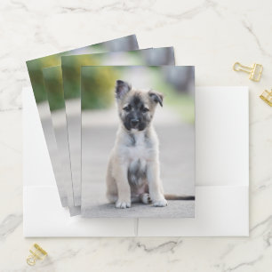 German Shepherd Puppy on Footpath Pocket Folder