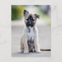 German Shepherd Puppy on Footpath