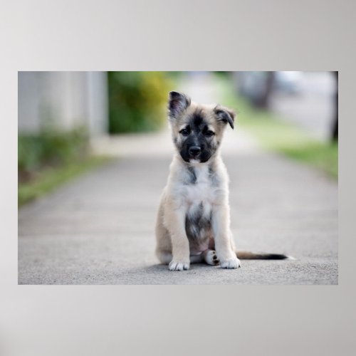 German Shepherd Puppy on Footpath Poster