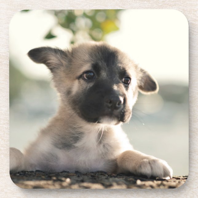 German Shepherd Puppy Over Ledge Beverage Coaster (Front)