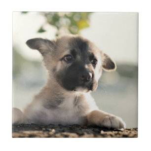 German Shepherd Puppy Over Ledge Ceramic Tile