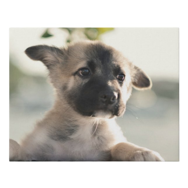 German Shepherd Puppy Over Ledge Faux Canvas Print (Front)