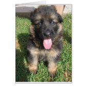german shepherd puppy.png (Front)