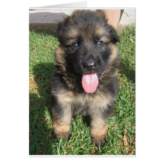 german shepherd puppy.png (Front)