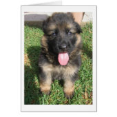 german shepherd puppy.png (Front)