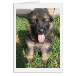 german shepherd puppy.png