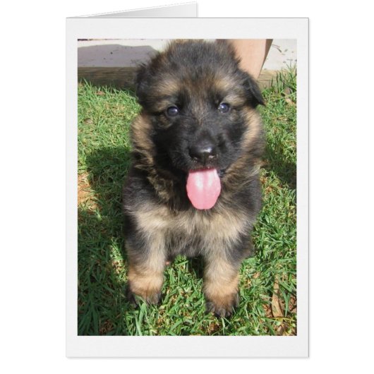 german shepherd puppy.png (Front)