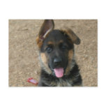 German Shepherd Puppy Postcard
