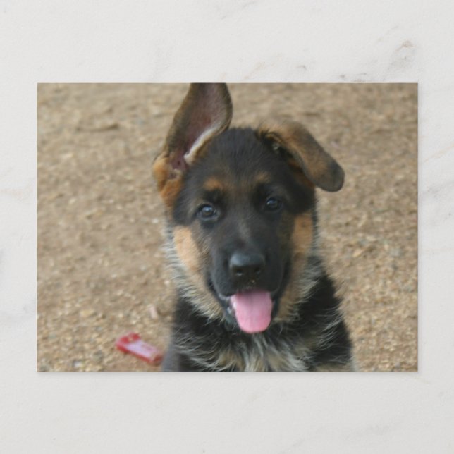 German Shepherd Puppy Postcard (Front)