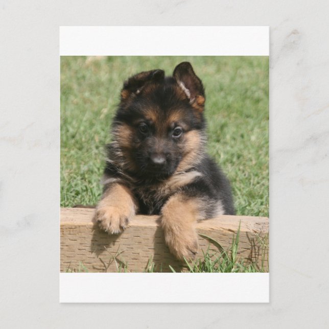 German Shepherd Puppy Postcard (Front)
