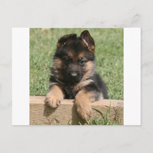 German Shepherd Puppy Postcard