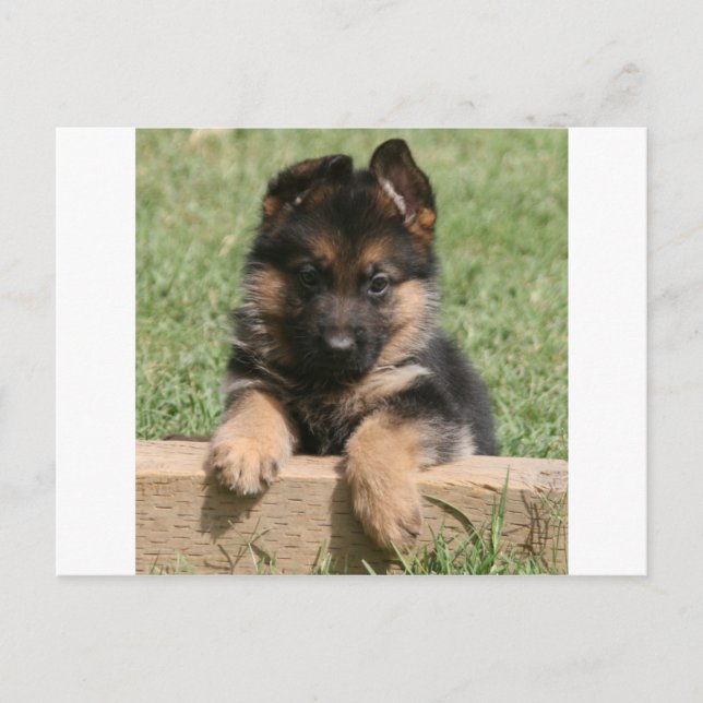 German Shepherd Puppy Postcard (Front)