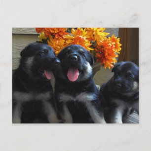 German Shepherd Puppy Postcard