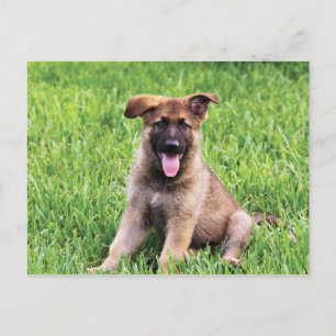 German Shepherd Puppy Postcard