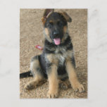 German Shepherd Puppy Postcard