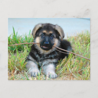 German Shepherd Puppy Postcard