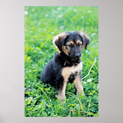 German Shepherd Puppy Poster