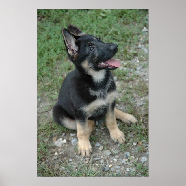 German Shepherd Puppy Poster (Front)