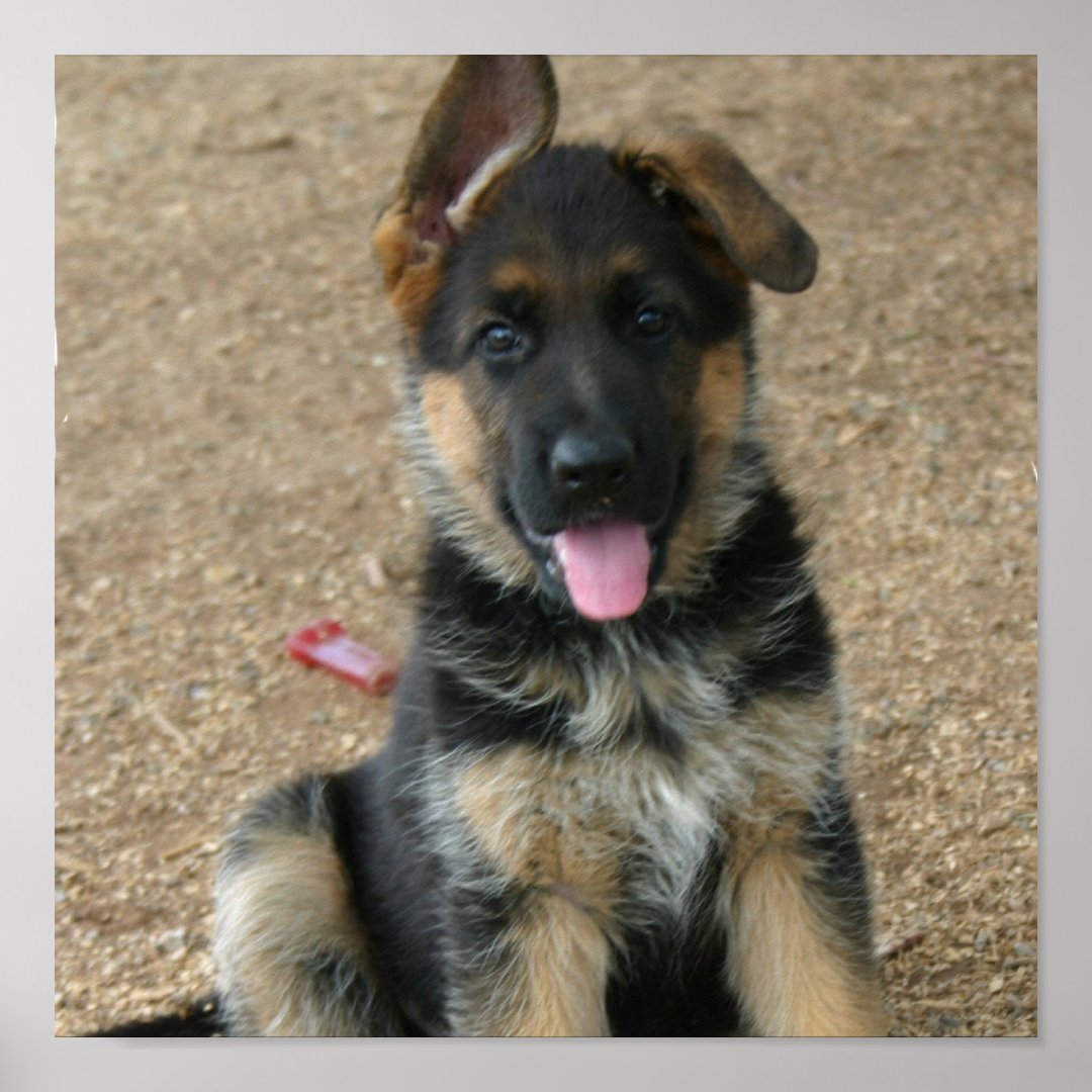 German Shepherd Puppy Print | Zazzle