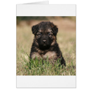 German Shepherd Puppy "Reef" Cards