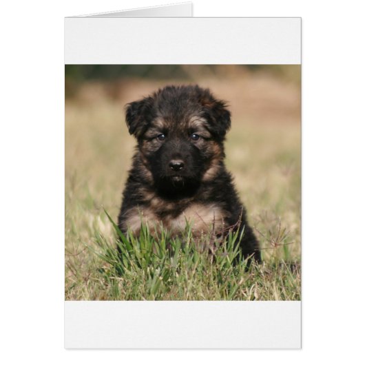 German Shepherd Puppy "Reef" Cards (Front)