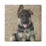 German Shepherd Puppy Square Magnet