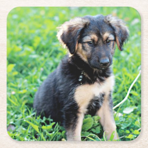 German Shepherd Puppy Square Paper Coaster