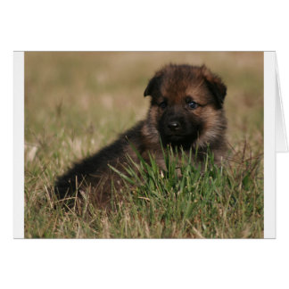 German Shepherd Puppy "The Lookout" Cards