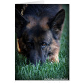 German Shepherd Randy vom Leithawald (Front)