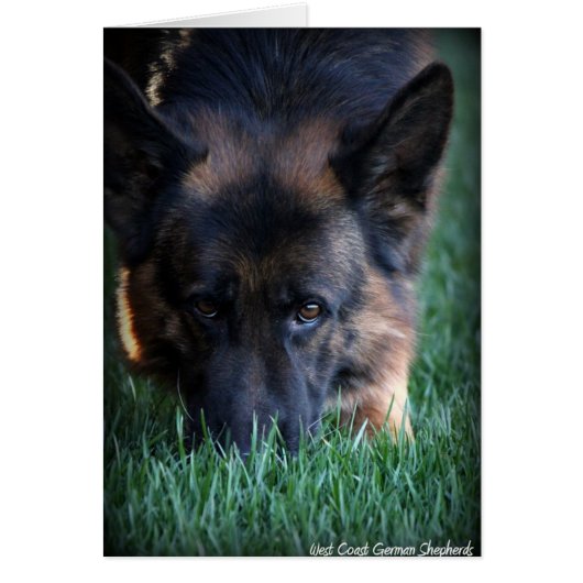 German Shepherd Randy vom Leithawald Cards (Front)