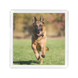 German Shepherd Running Acrylic Tray