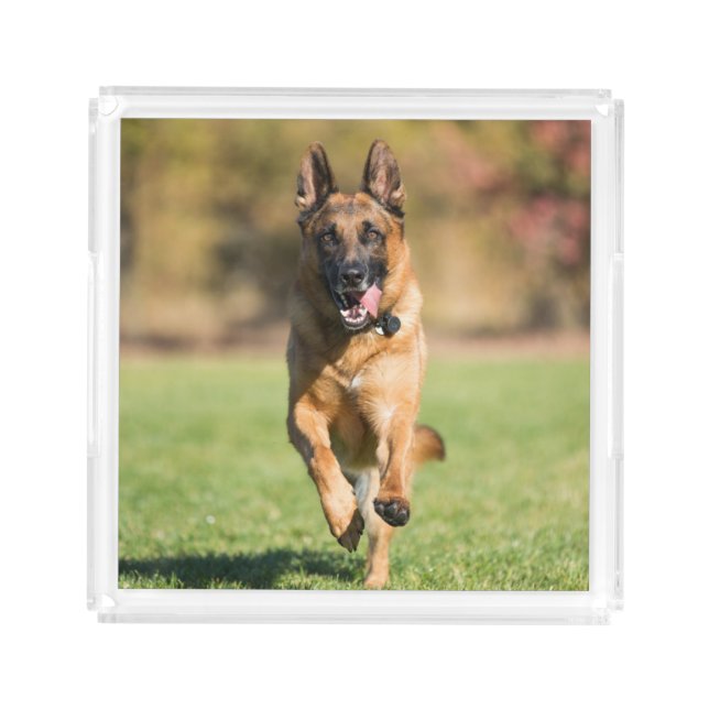 German Shepherd Running Acrylic Tray (Front)