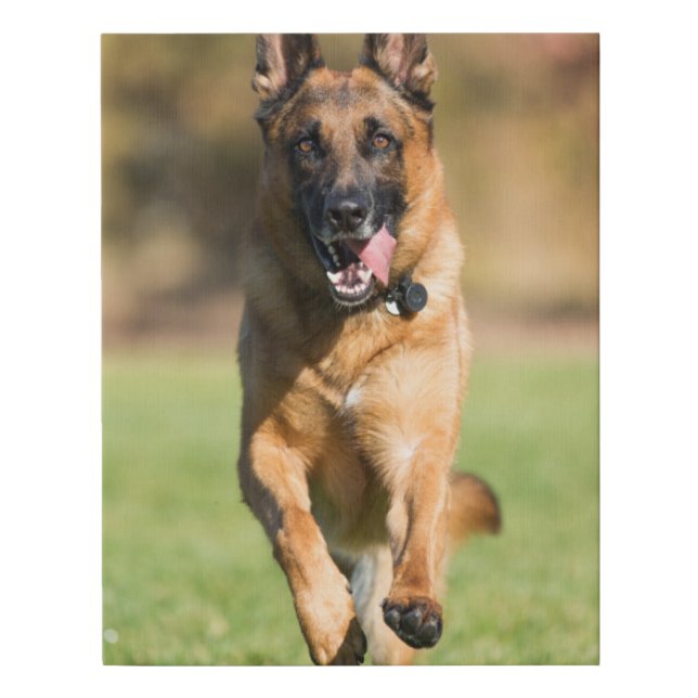 German Shepherd Running Faux Canvas Print (Front)