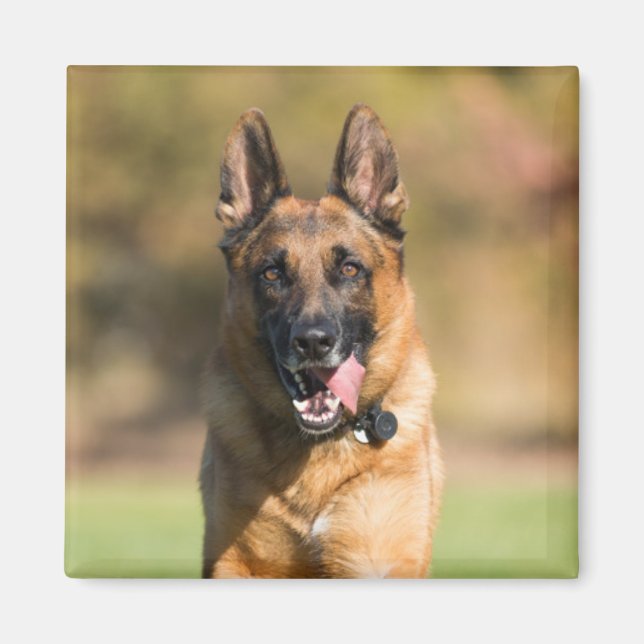 German Shepherd Running Magnet (Front)