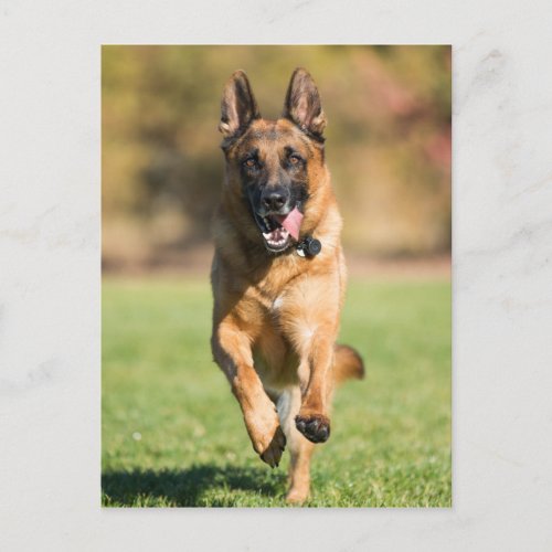 German Shepherd Running Postcard